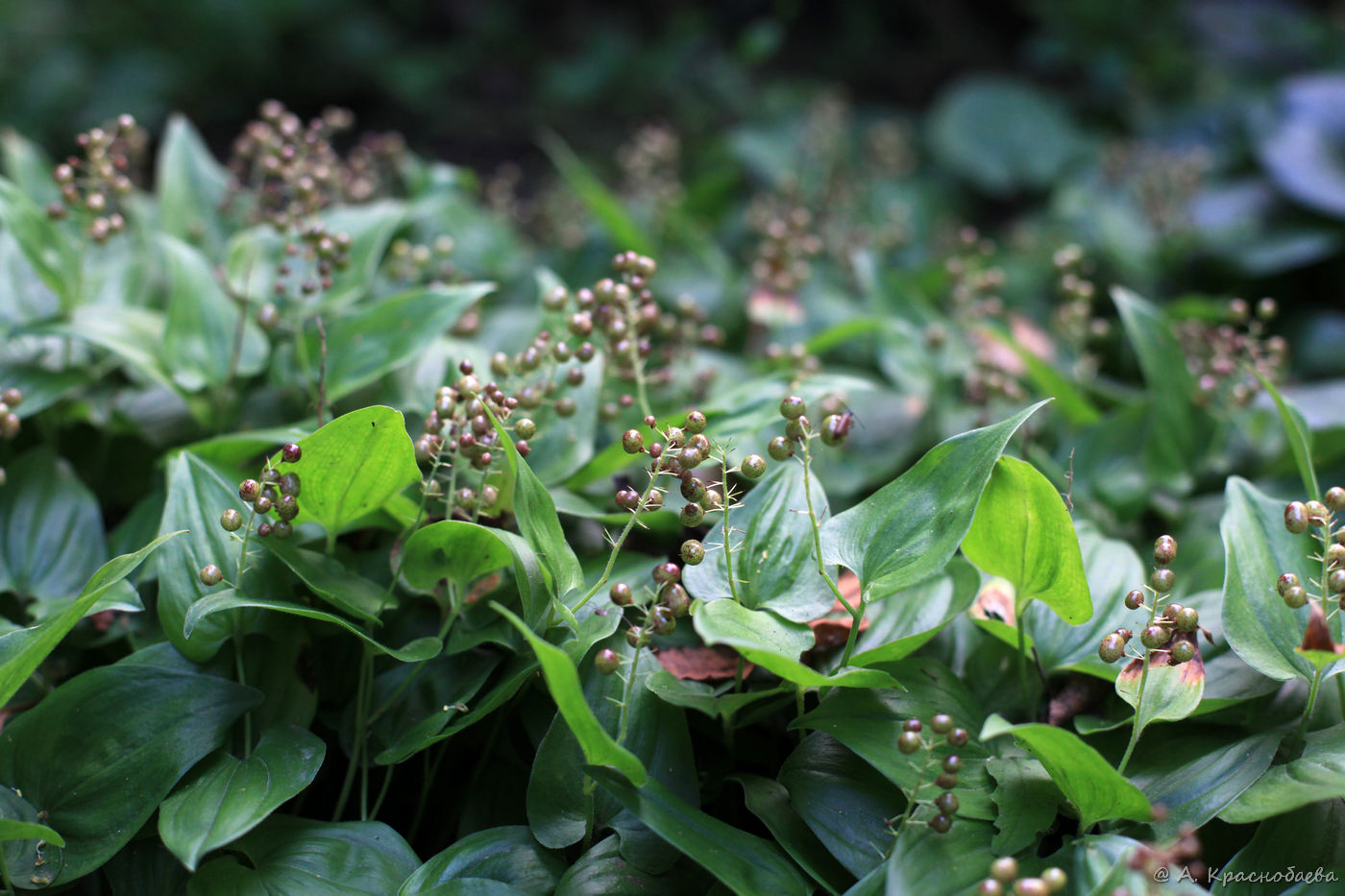 Изображение особи Maianthemum bifolium.