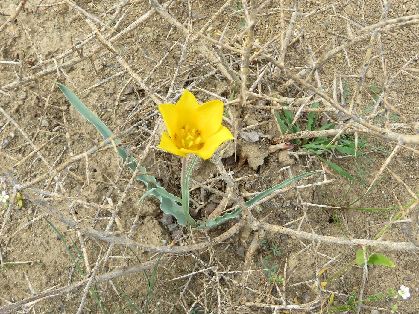 Изображение особи Tulipa lehmanniana.