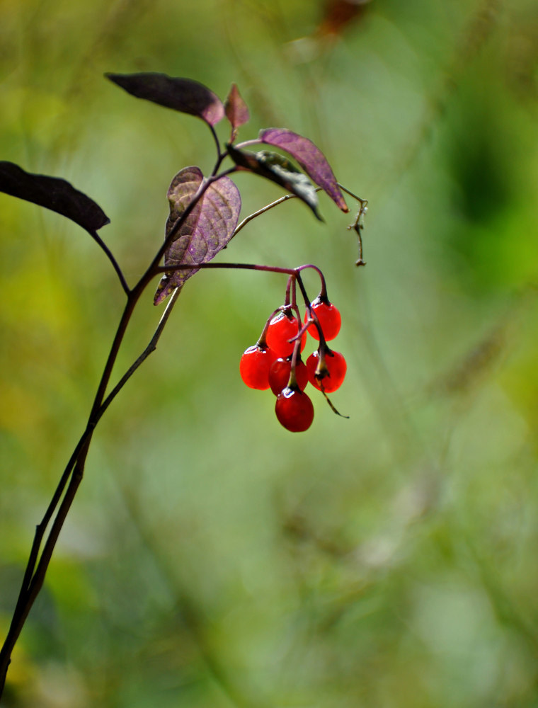 Image of Solanum dulcamara specimen.