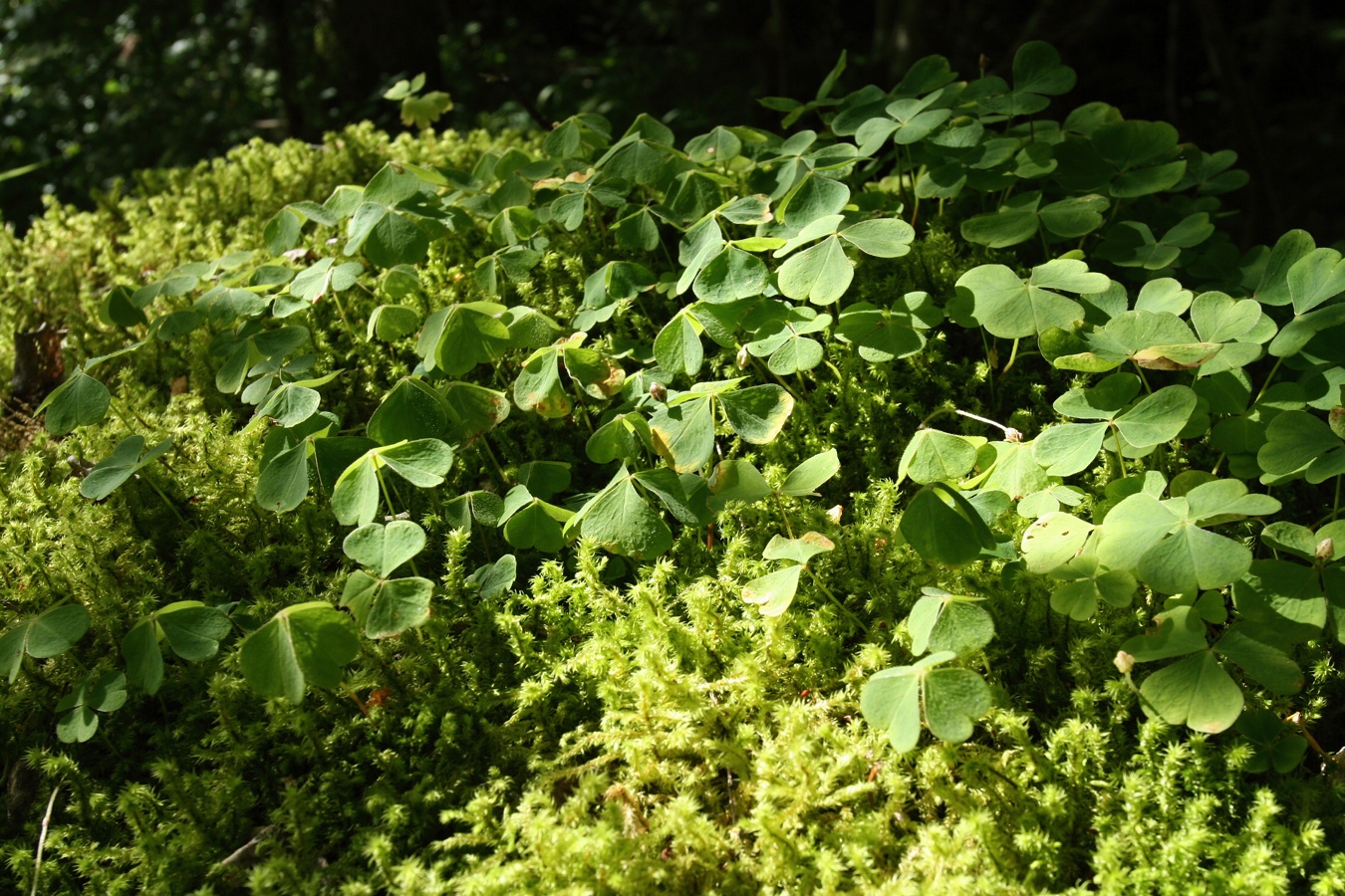 Изображение особи Oxalis acetosella.