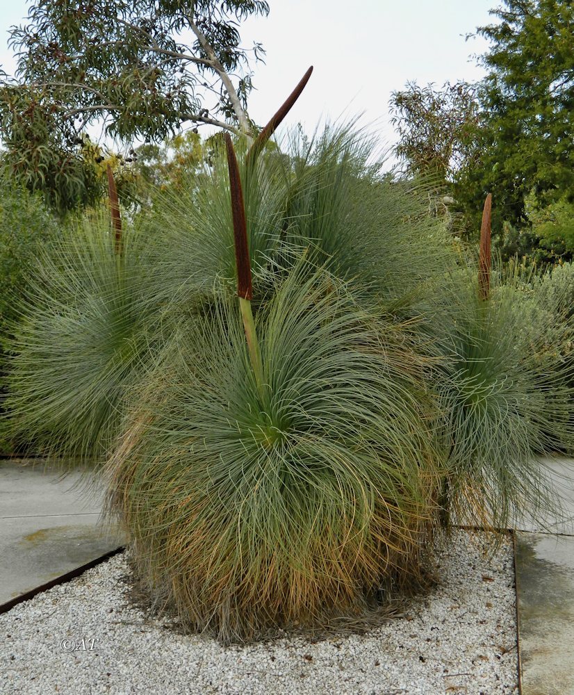 Image of Xanthorrhoea glauca specimen.