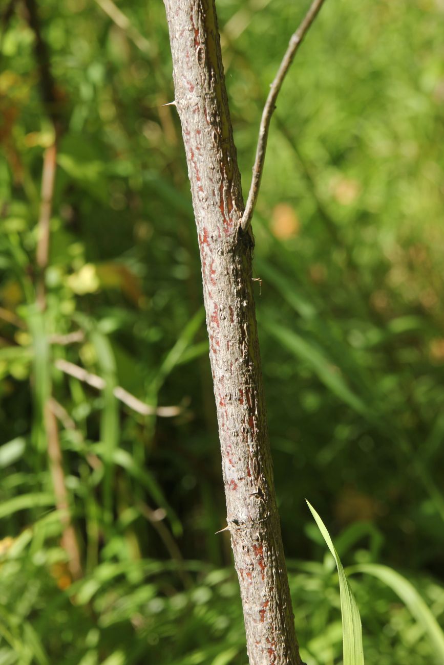 Изображение особи Rosa cinnamomea.