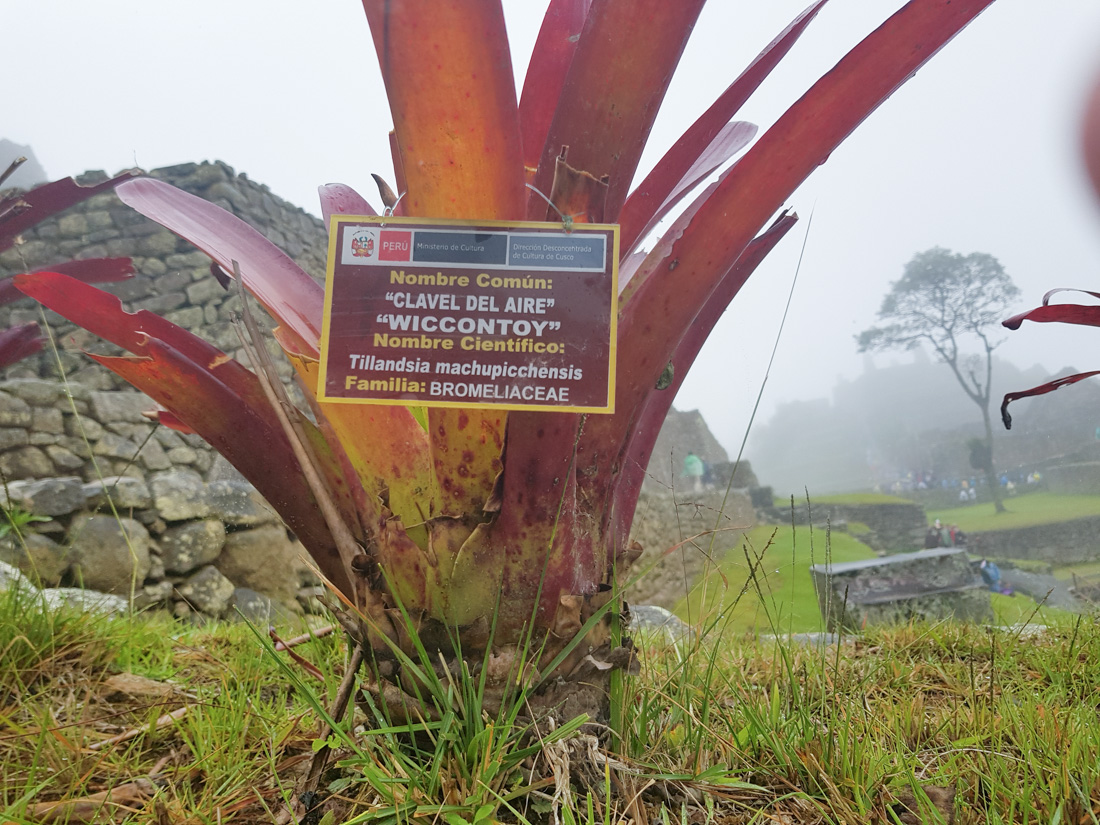 Image of Tillandsia machupicchuensis specimen.