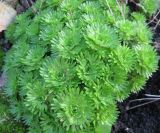 Saxifraga × arendsii. Розетки прикорневых листьев. Санкт-Петербург (в культуре). 27 сентября 2010 г.