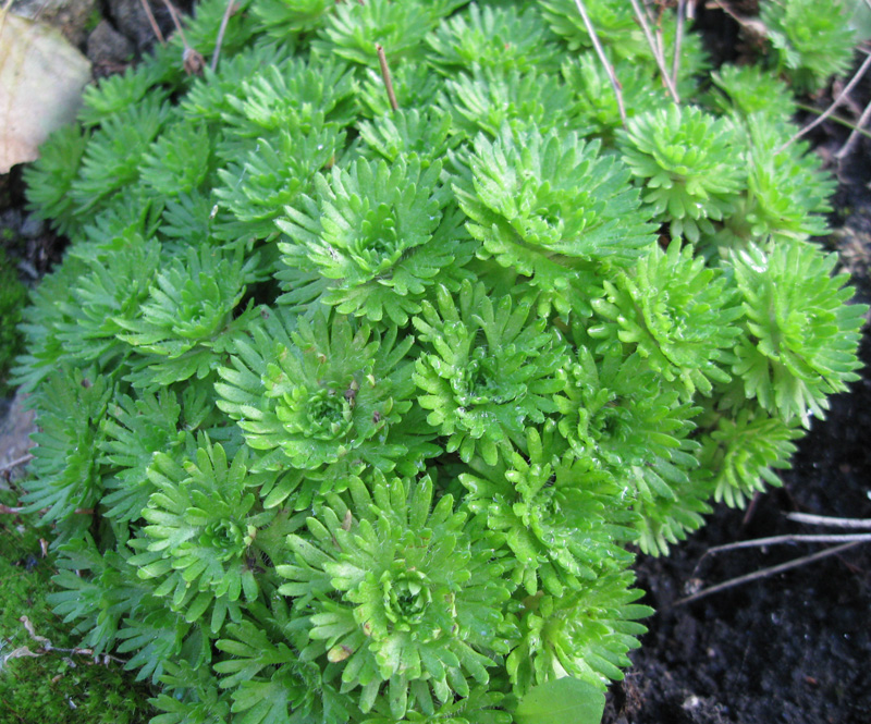 Image of Saxifraga × arendsii specimen.
