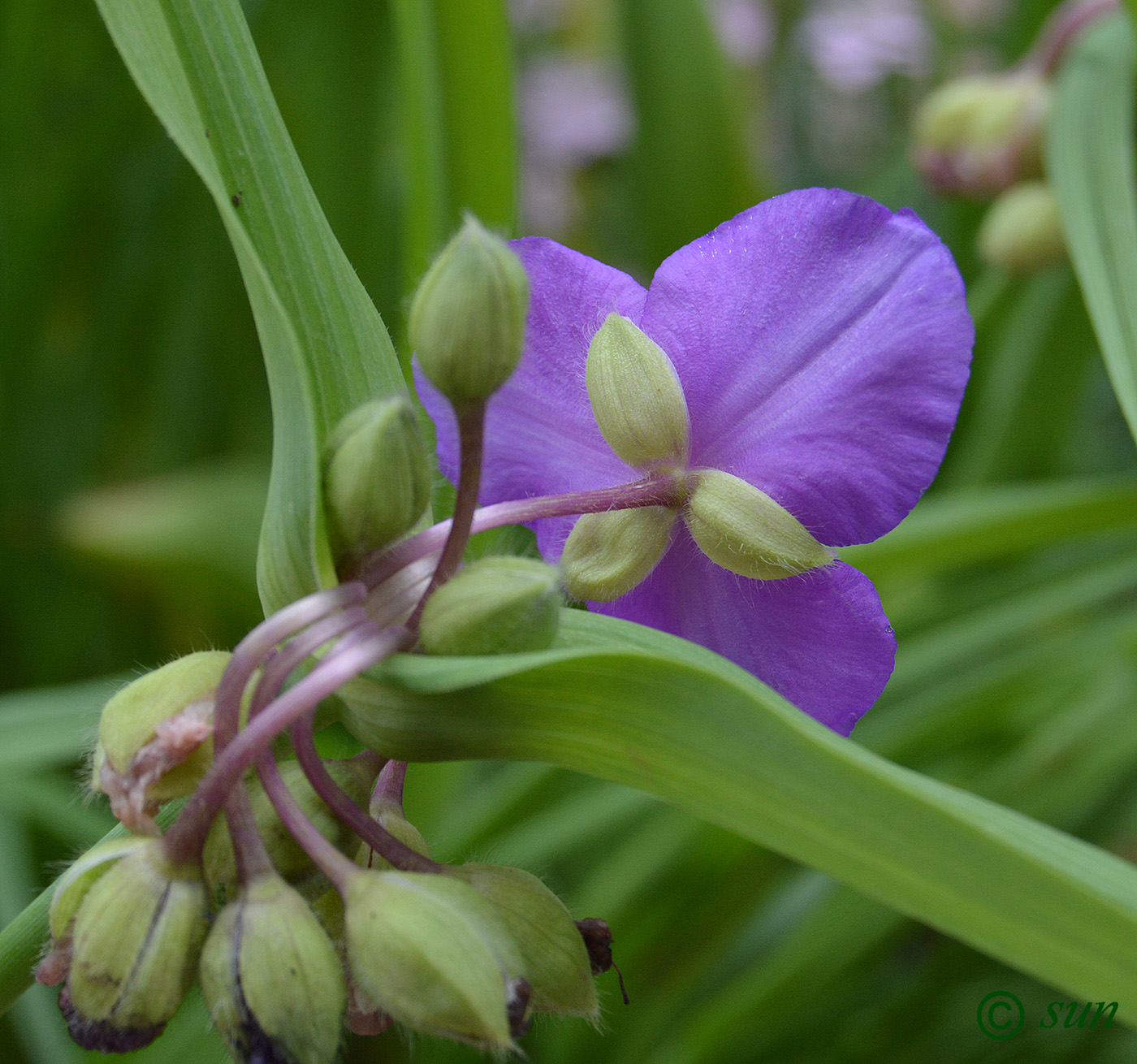 Image of Tradescantia virginiana specimen.
