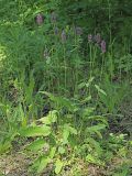 Betonica officinalis