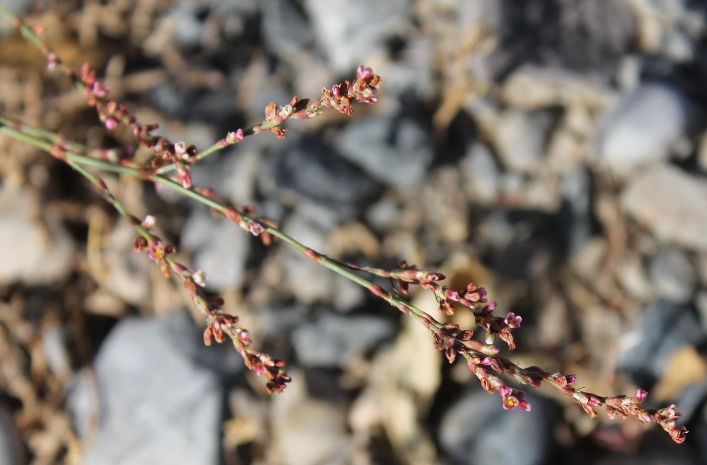 Изображение особи Polygonum patulum.