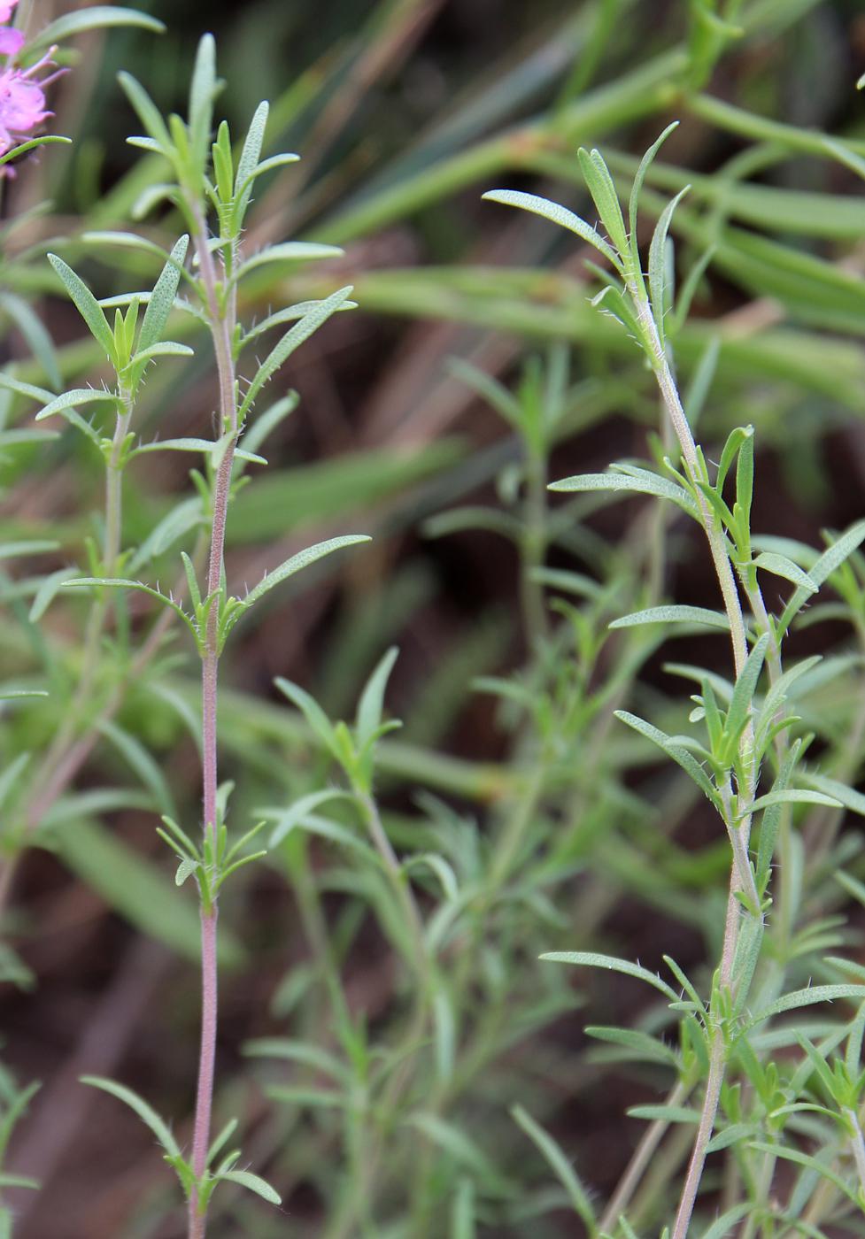 Изображение особи Thymus pallasianus.