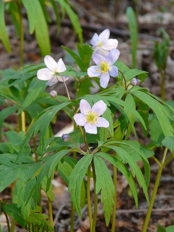 Изображение особи Anemone caerulea.