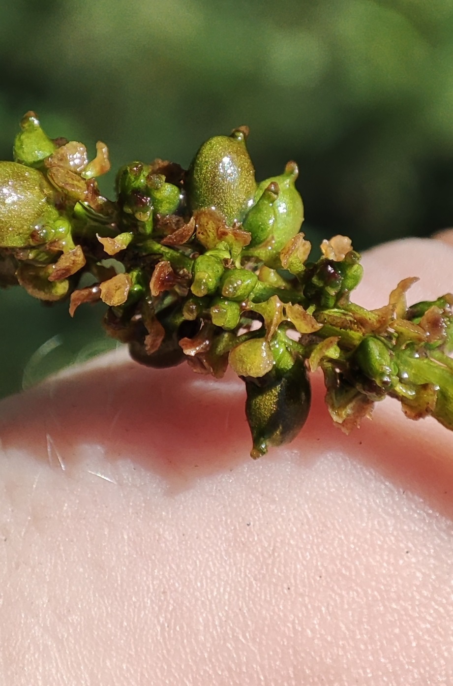 Image of Potamogeton perfoliatus specimen.