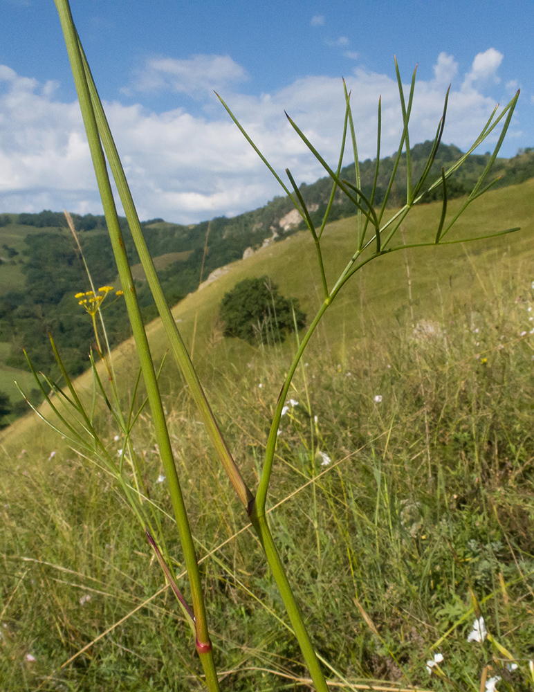 Изображение особи Peucedanum longifolium.