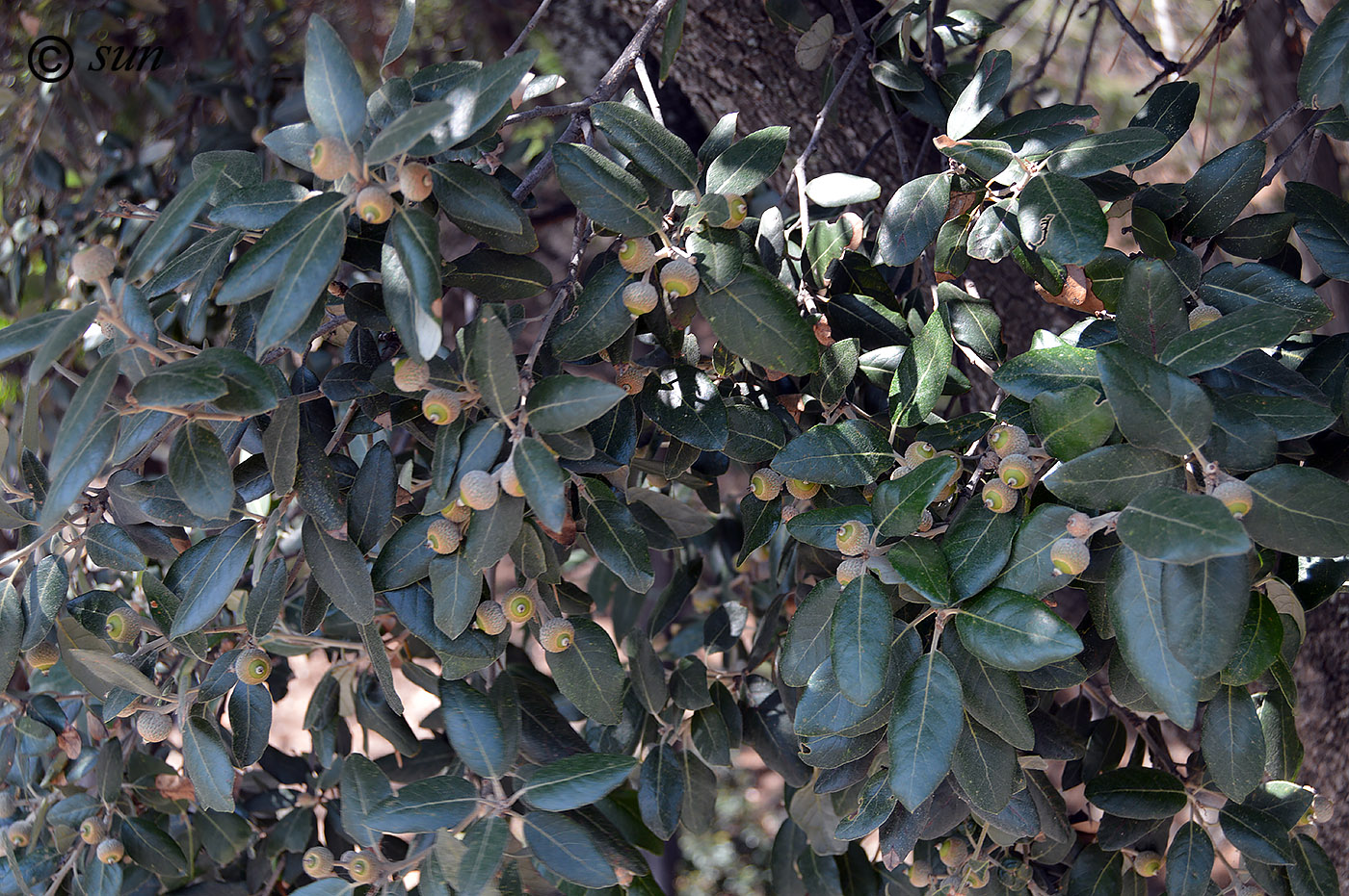 Изображение особи Quercus ilex.