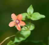 Anagallis arvensis