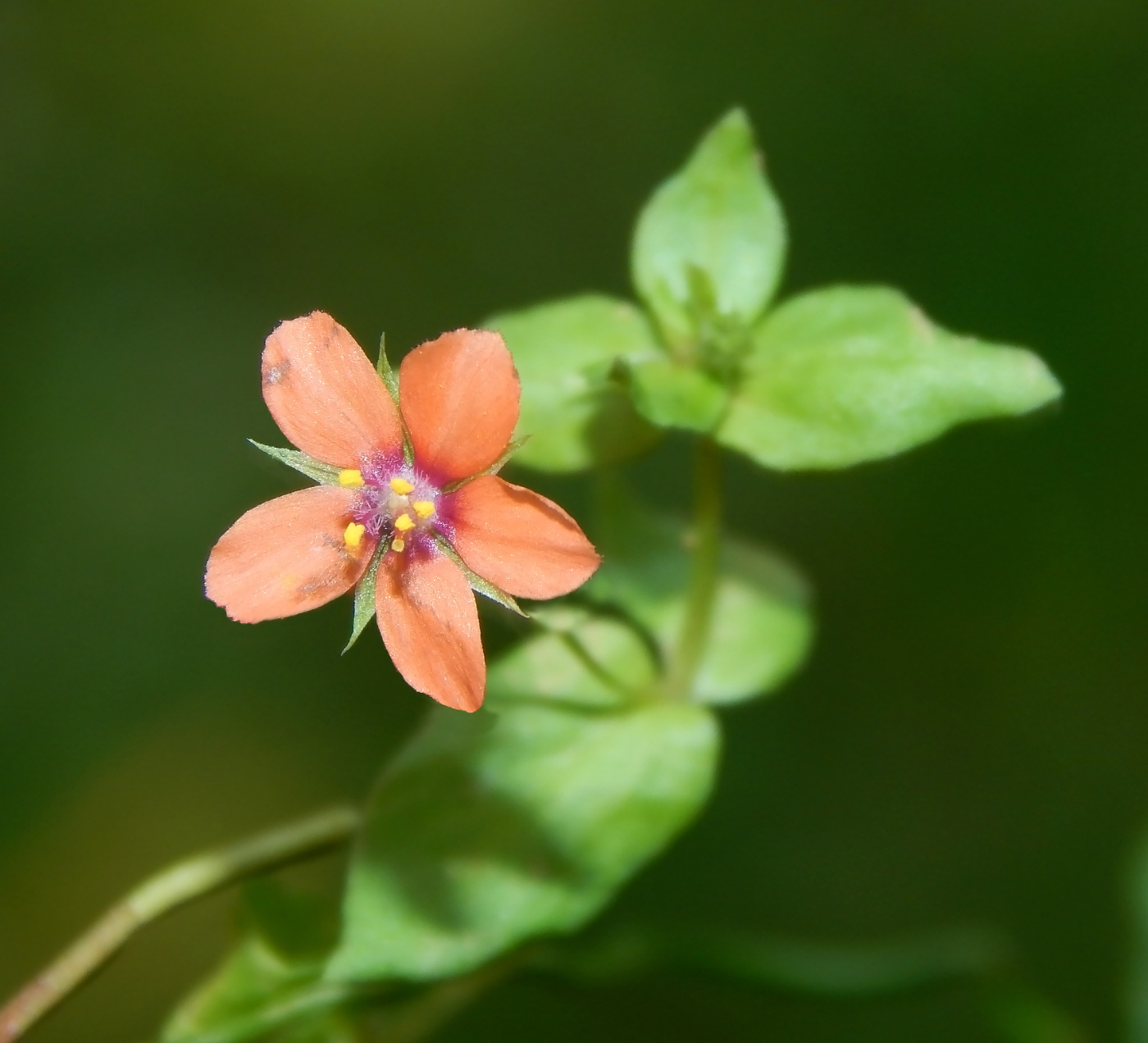 Image of Anagallis arvensis specimen.