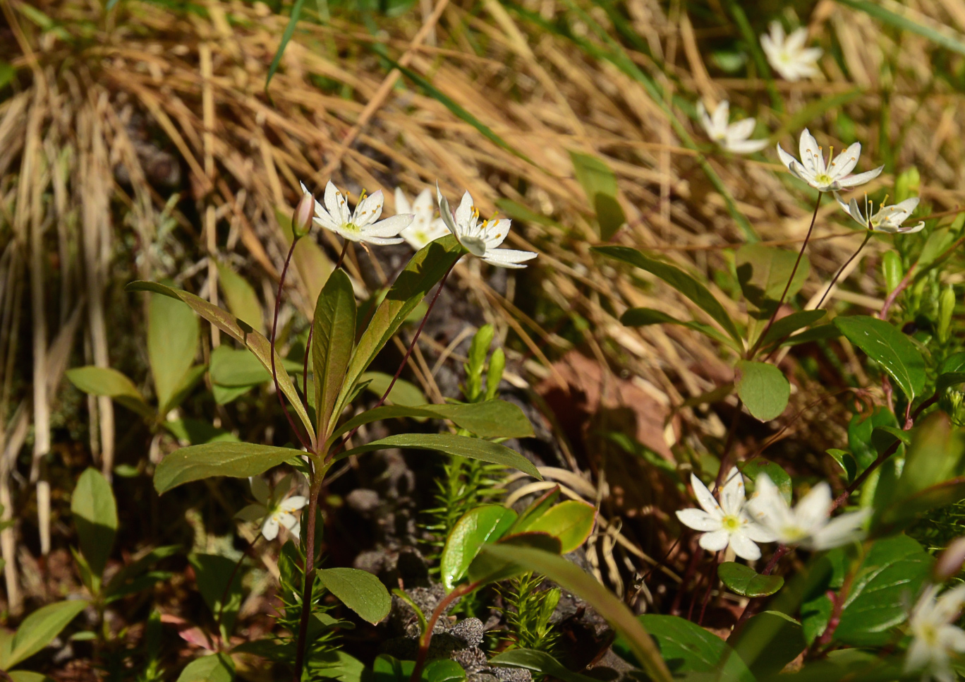 Изображение особи Trientalis europaea.