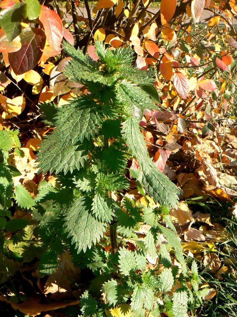 Изображение особи Urtica urens.