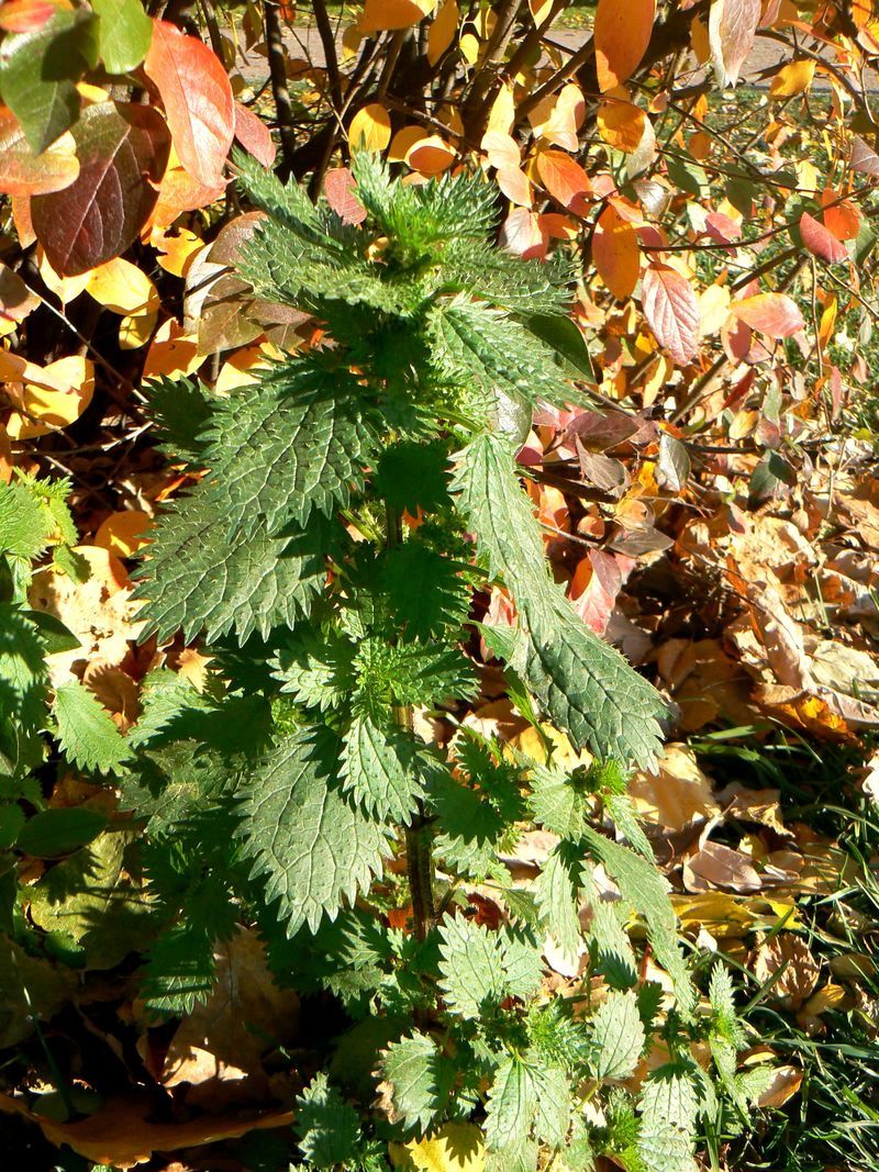 Image of Urtica urens specimen.