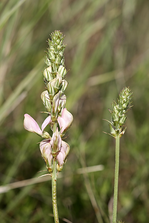 Image of Hedysarum taschkendicum specimen.