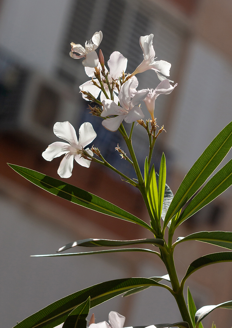 Image of Nerium oleander specimen.