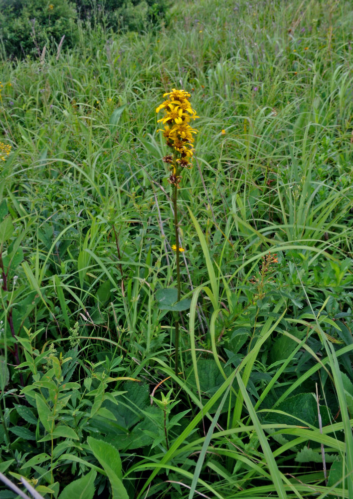 Изображение особи Ligularia fischeri.