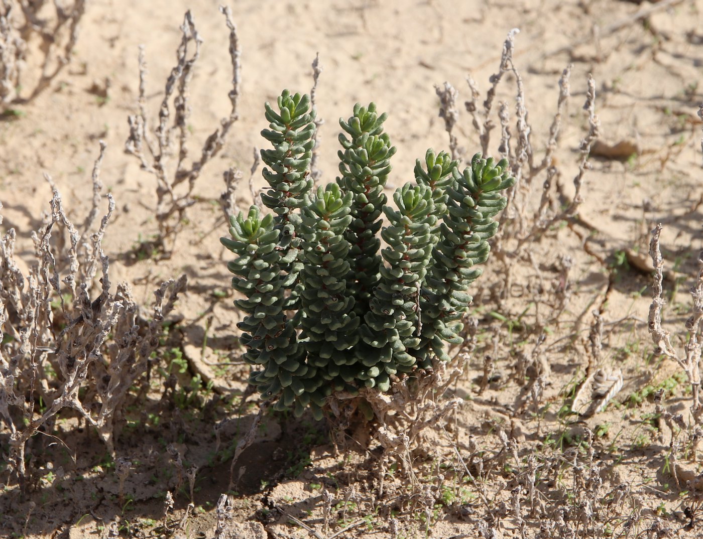 Изображение особи Coris monspeliensis ssp. strossiae.