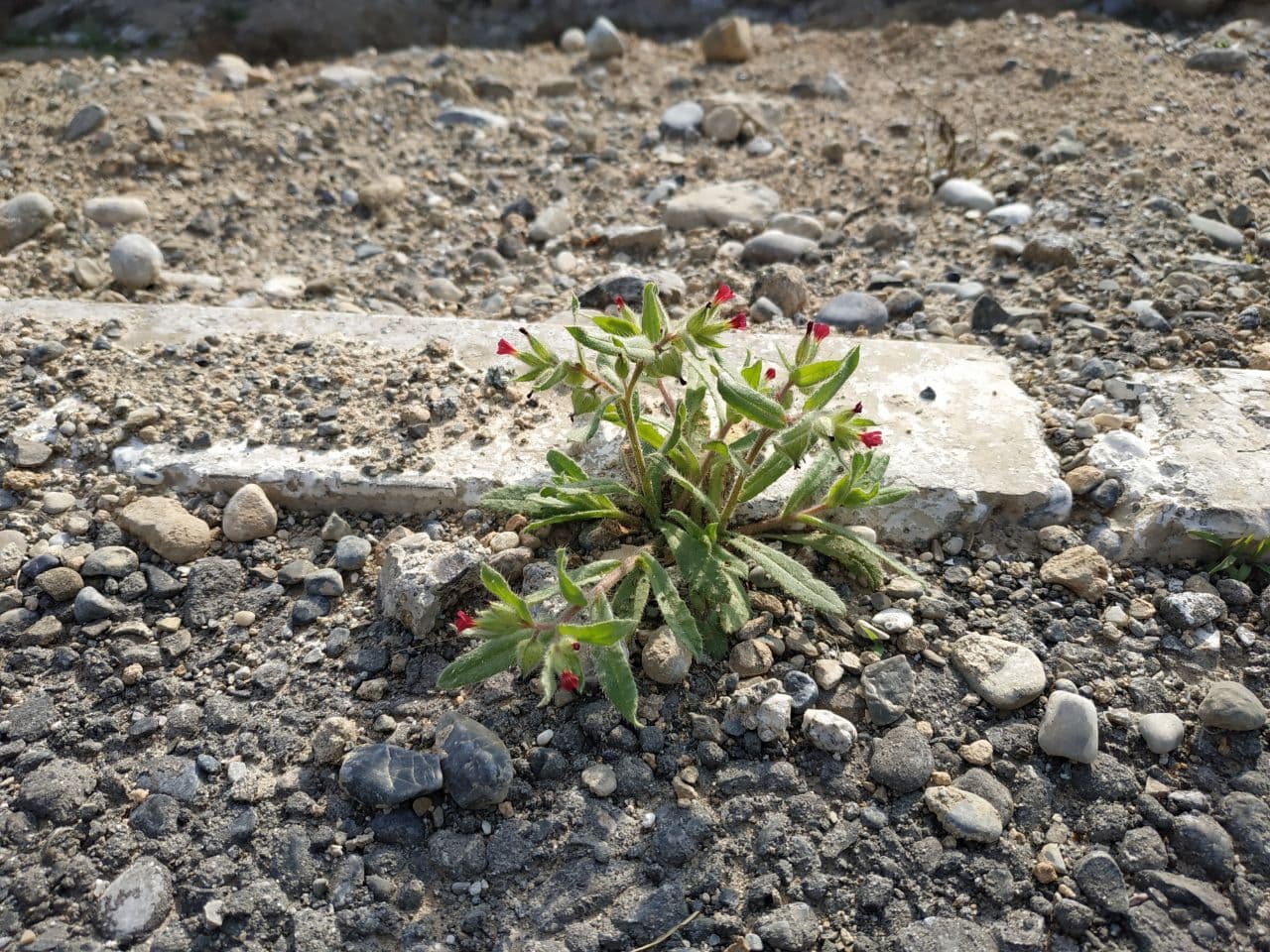 Image of Nonea caspica specimen.