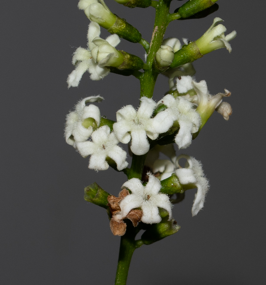 Image of Citharexylum spinosum specimen.