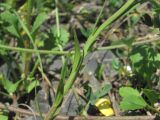 Polygala major