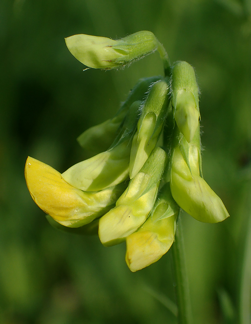 Изображение особи Lathyrus pratensis.