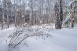 Изображение особи. Автор - Мария Жукова