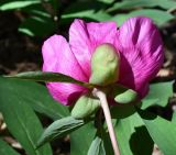 Paeonia mascula