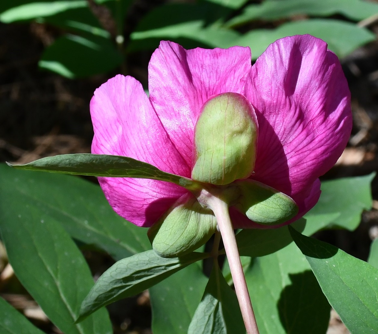 Image of Paeonia mascula specimen.