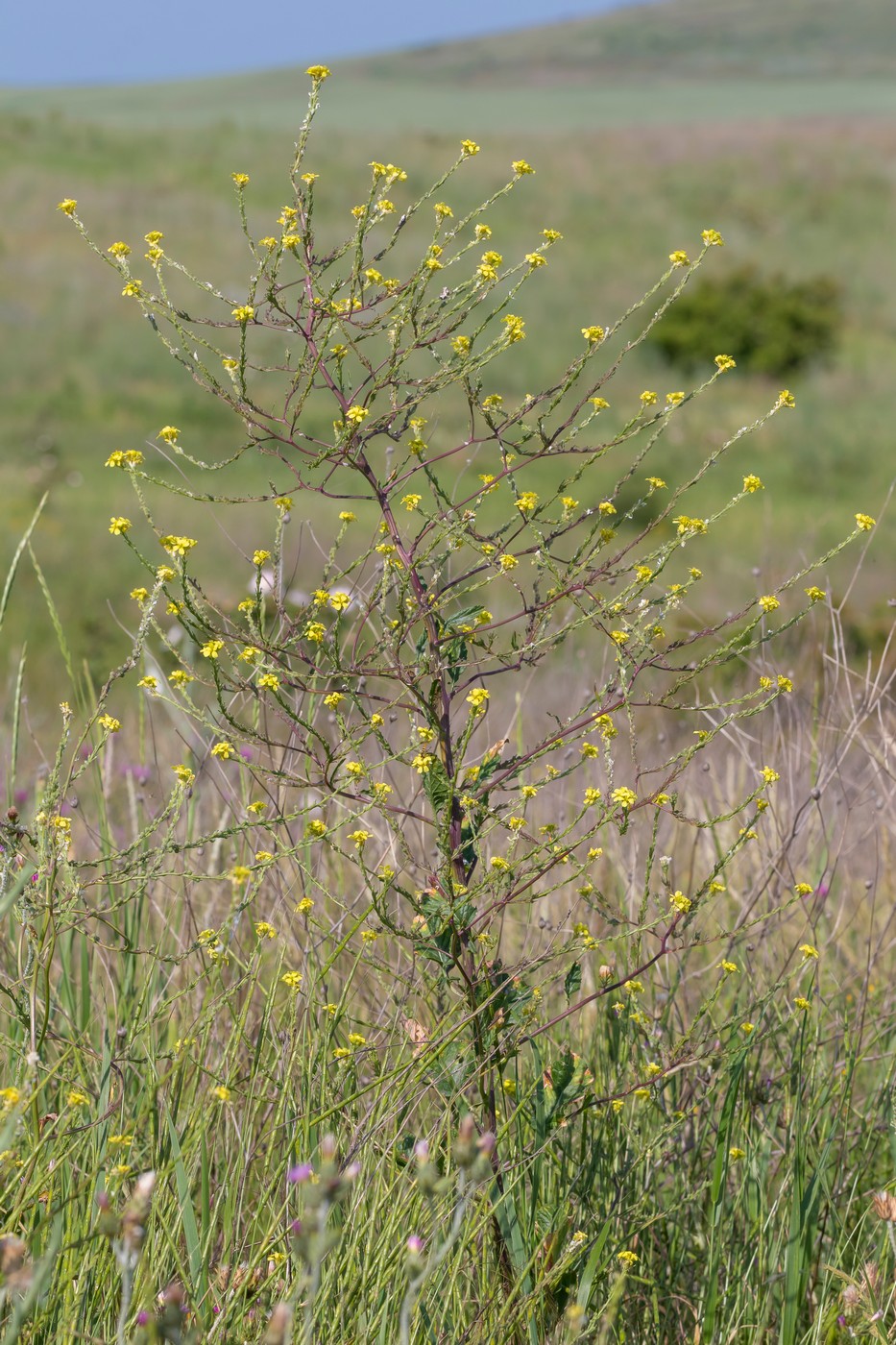 Изображение особи Rapistrum rugosum.