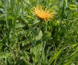 Inula grandiflora