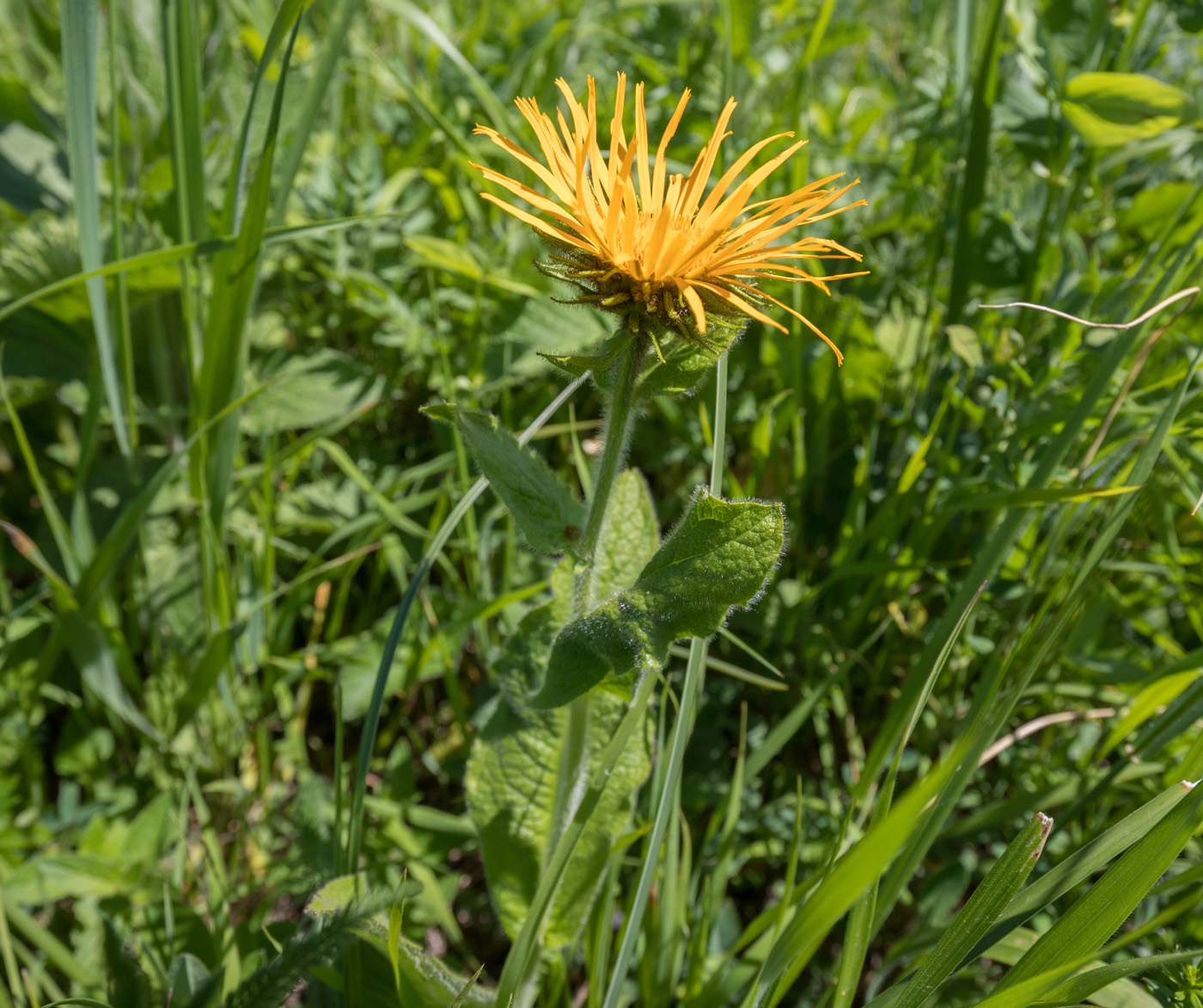 Image of Inula grandiflora specimen.