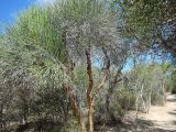 genus Euphorbia. Вегетирующие растения. Мадагаскар, провинция Тулеария, регион Ациму-Андрефана, Arboretum d'Antsokay. 04.12.2019.