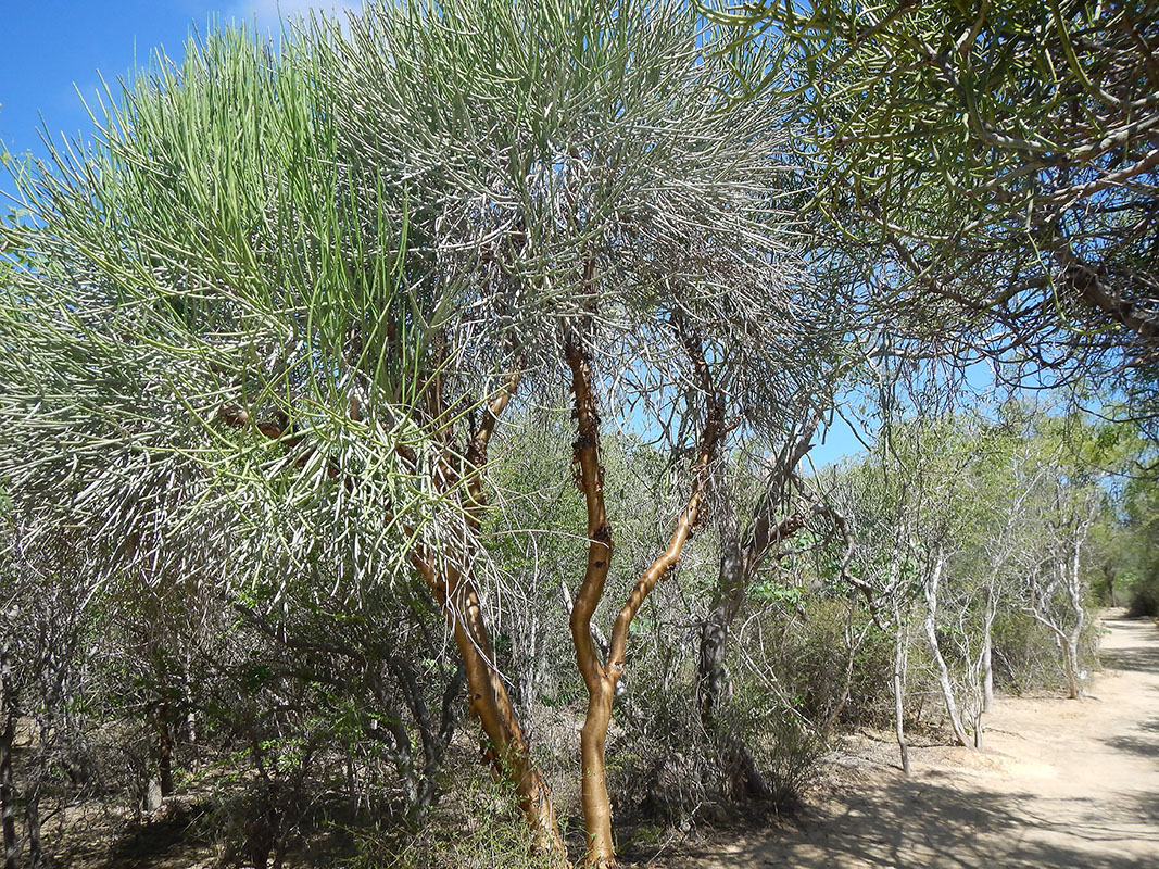 Image of genus Euphorbia specimen.