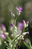 Centaurea pseudosquarrosa. Верхушка цветущего растения. Южный Казахстан, нижний Боролдай, 2 км выше пос. Коктюбе. 23.06.2010.