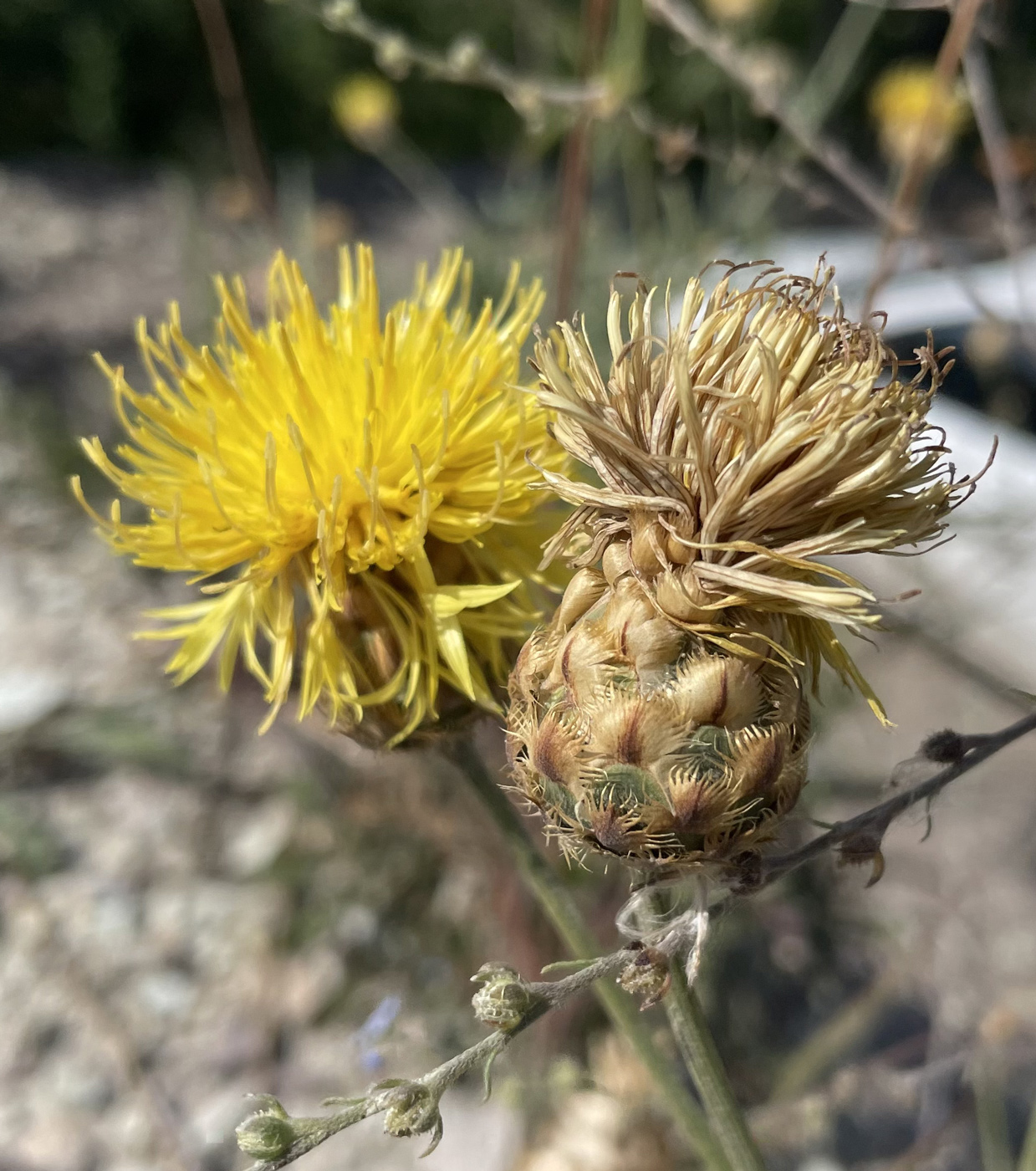 Image of Centaurea orientalis specimen.