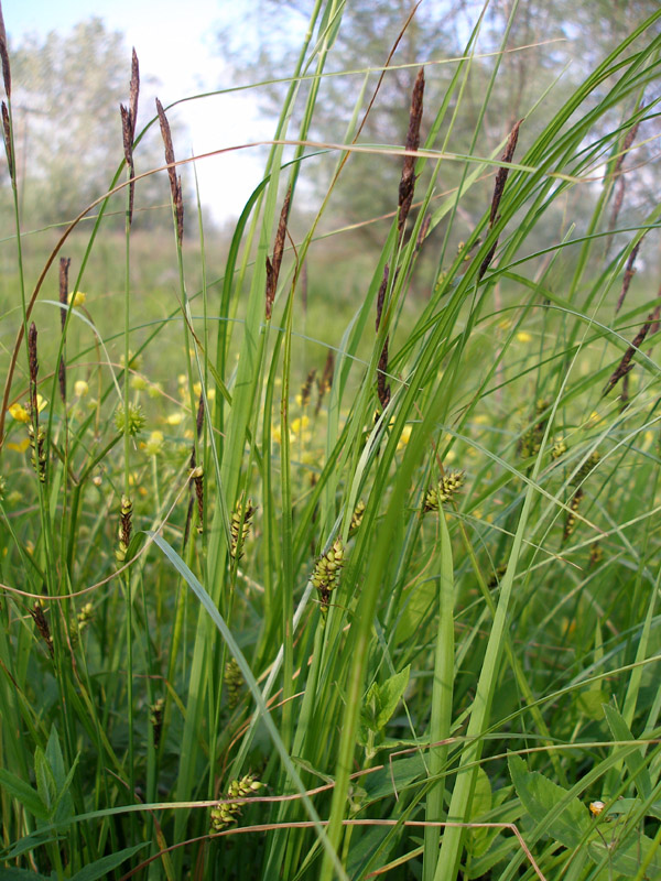 Изображение особи Carex melanostachya.