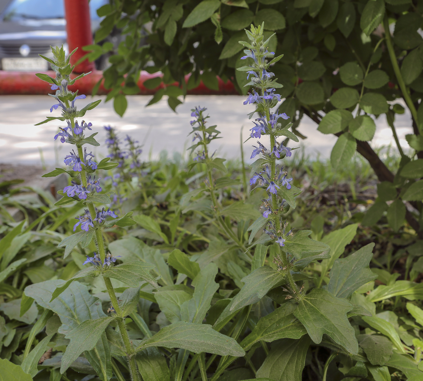 Image of Ajuga genevensis specimen.