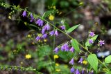 Campanula rapunculoides