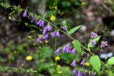 Campanula rapunculoides. Часть побега с соцветием. Чечня, Веденский р-н, долина р. Ахкичу, опушка широколиственного леса. 26.07.2022.