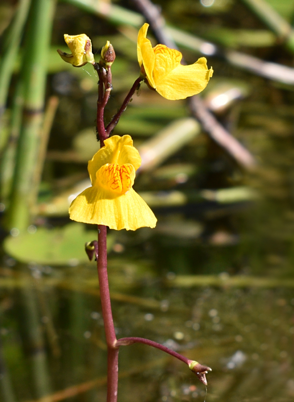 Изображение особи Utricularia australis.