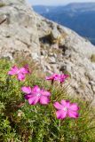 Dianthus oschtenicus