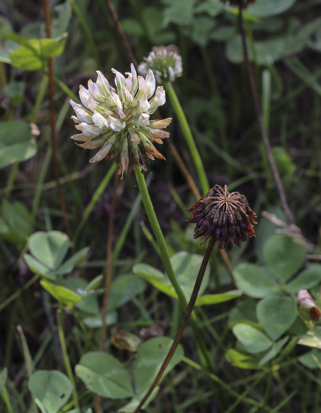 Изображение особи Trifolium repens.