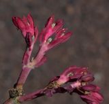 Euphorbia neococcinea