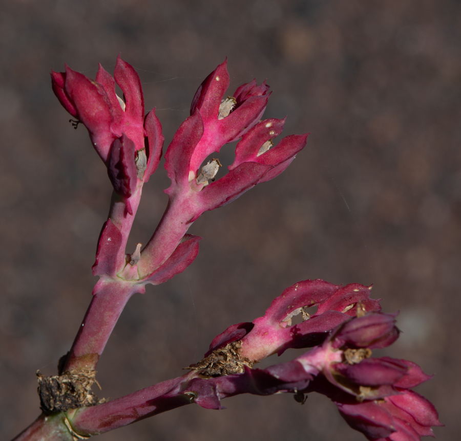 Image of Euphorbia neococcinea specimen.