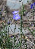 Linum altaicum